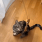 Set interattivo di giocattoli per gatti con simulazione di uccelli